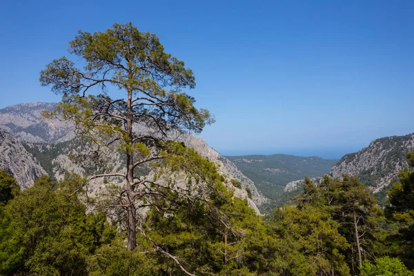 Schöne Grüne Berglandschaft Sommer Outdoor Szene — Stockfoto