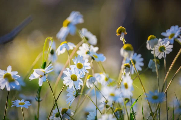 Closeup Heap White Camomile Flowers — Stock Photo, Image