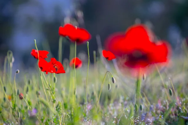 Close Rode Papaver Bloemen Een Gras — Stockfoto