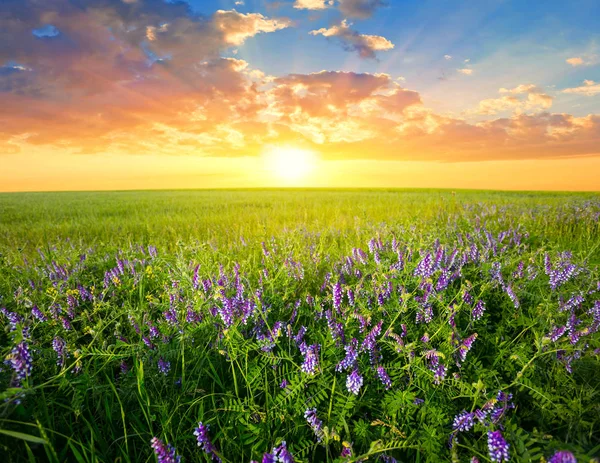 Prateria Estiva Con Fiori Tramonto Sfondo Naturale — Foto Stock