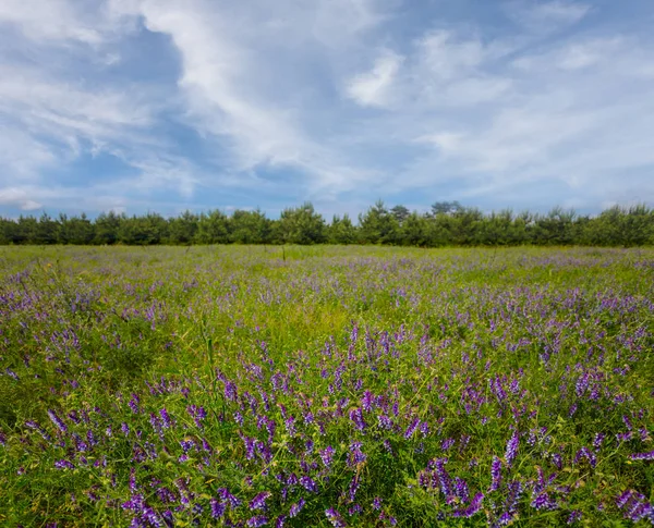 Zomer Veld Met Bloemen Landschap — Stockfoto