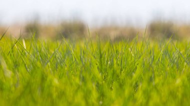 Bir çayırdaki yeşil çimenler