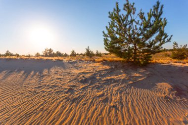 Gün batımında çam ağacı olan kumlu çöl
