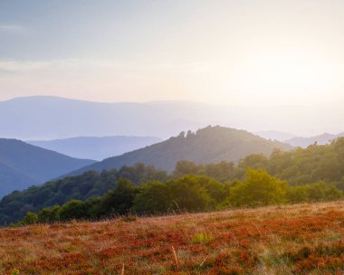 Yaz manzarası, orman manzaralı dağ vadisi. Parlak bir güneş.