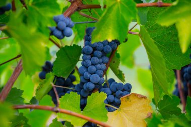 Bahçede asma meyvesi kümesi, tarımsal doğa geçmişi.