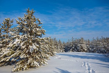 Aydınlık bir günde kar altında kış çamı ormanı, güzel kış doğal arka planı.