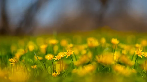 密闭的春天森林 开着花 户外自然背景 — 图库照片