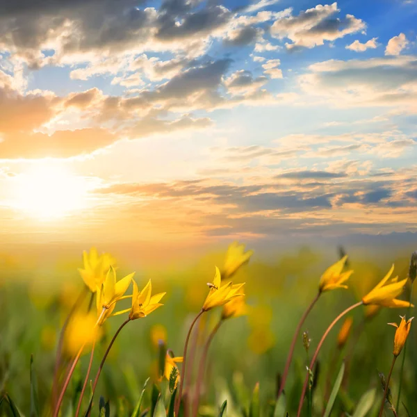 Bella Prateria Con Tulipano Giallo Selvatico Tramonto Tulipano Sylvestris Sfondo — Foto Stock