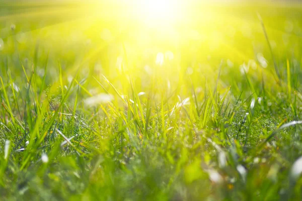Зеленый Летний Прерий Свете Вечернего Солнца — стоковое фото