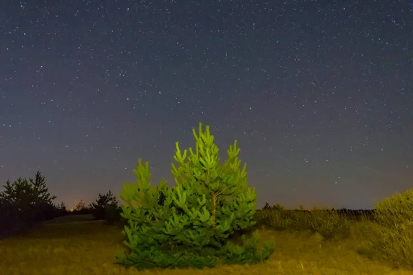 Noite Céu Estrelado Acima Sozinho Abeto Noite Livre Fundo — Fotografia de Stock