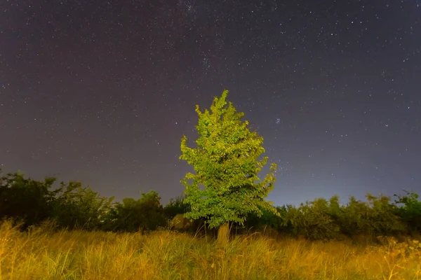 Céu Estrelado Noite Com Caminho Leitoso Acima Árvore Sozinho — Fotografia de Stock
