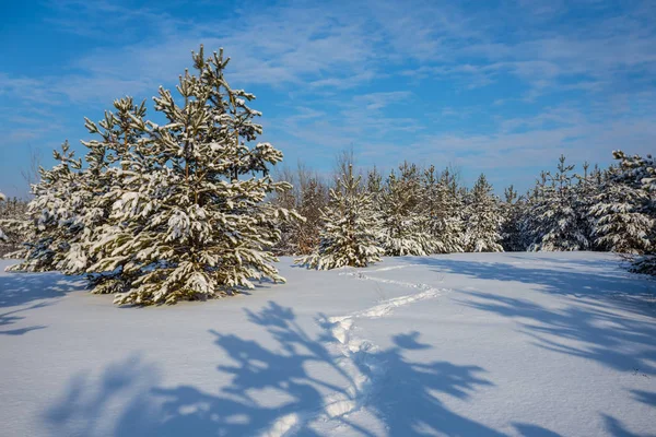 Vinter Tallskog Snö Den Ljusa Dagen Vacker Vinter Naturlig Bakgrund — Stockfoto