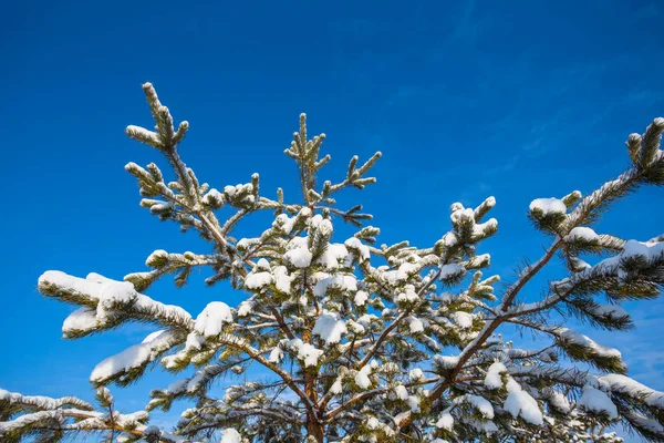 特写松树分枝在雪地上蓝天背景 冬季室外背景 — 图库照片