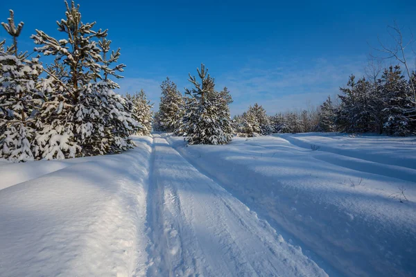 Pineta Invernale Una Neve Nella Giornata Luminosa Bellissimo Sfondo Naturale — Foto Stock