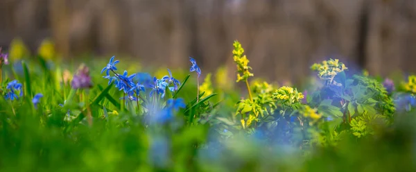 特写春光森林 花卉全景 户外自然全景背景 — 图库照片