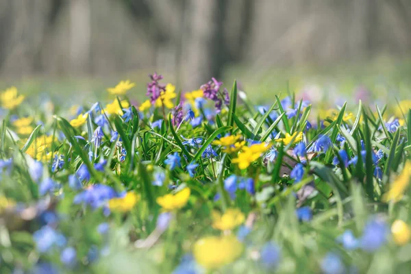 Closeup Spring Forest Glade Flowers Outdoor Natural Background — Stock Photo, Image