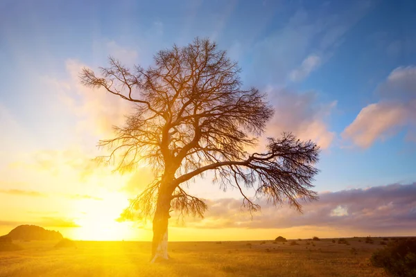 Одинокий Силуэт Дерева Фоне Восхода Солнца — стоковое фото