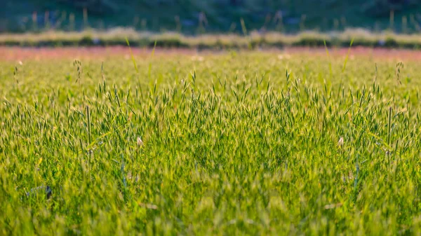 Closeup Green Grass Prairie — Stock Photo, Image