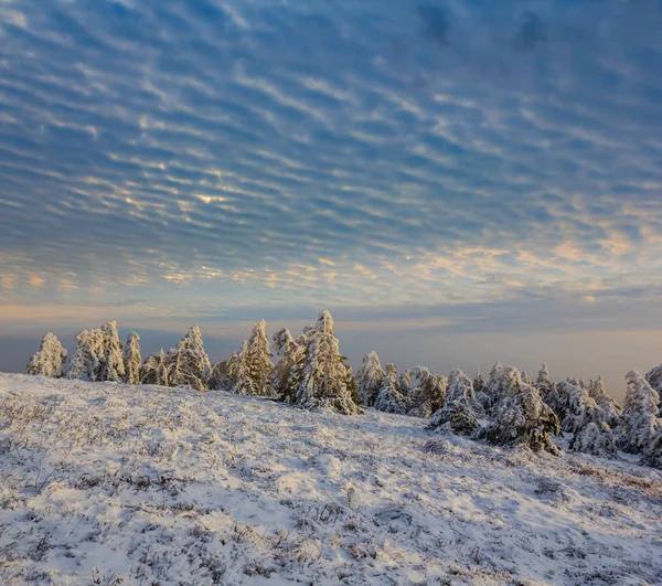 冬季冰冻松树林在云天下的雪中 冬夜室外背景 — 图库照片