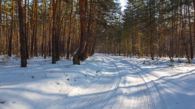 Çam ağacı ormanı eriyen bir karla kaplı, ilkbahar başlarında açık hava manzarası