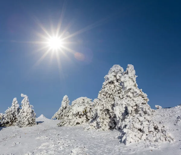 Dennenbos Een Sneeuw Onder Een Glinsterende Zon Winter Outdoor Achtergrond — Stockfoto