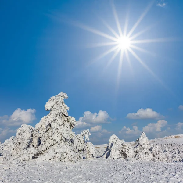 Bosque Pinos Una Nieve Bajo Sol Brillante Fondo Invierno Aire — Foto de Stock