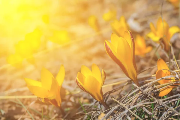 在阳光照射下 山坡上的一丛簇黄色番红花 春天的室外背景 — 图库照片