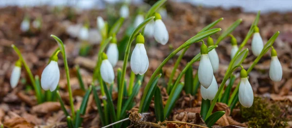 Piękne Białe Kwiaty Śniegu Wiosennym Lesie Tło Galanthus — Zdjęcie stockowe