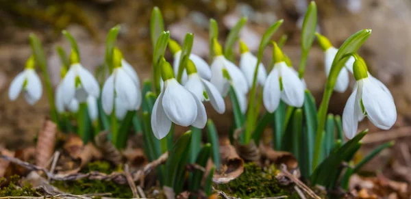 Beautiful White Snowdrop Flowers Spring Forest Galanthus Background — Stock Photo, Image