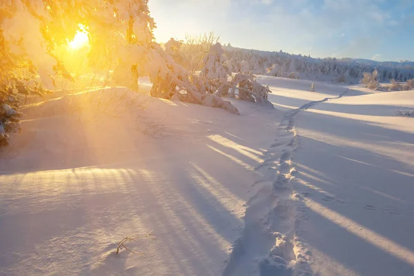 Zimowe Wzgórze Lasem Śniegu Zachodzie Słońca Sunpush Przez Gałąź Sosny — Zdjęcie stockowe