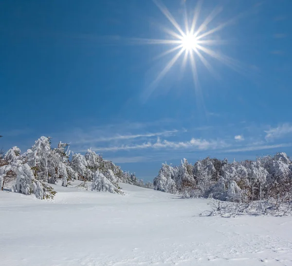 Сосновий Ліс Снігу Під Іскровим Сонцем Взимку Відкритому Фоні — стокове фото
