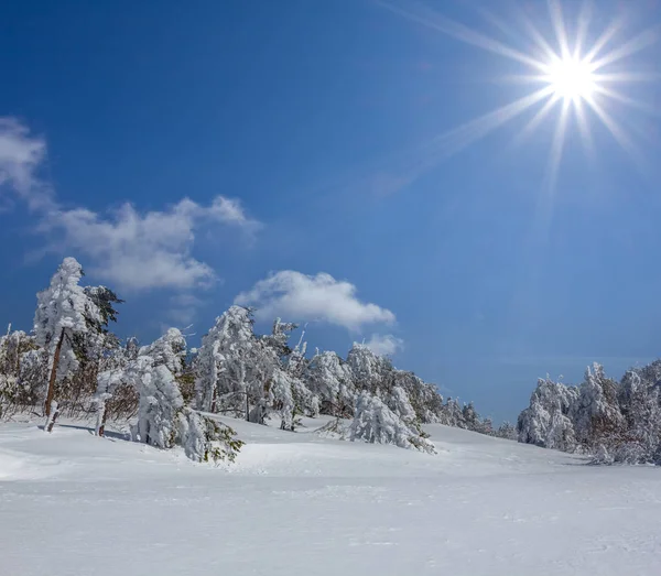 Bosque Pinos Una Nieve Bajo Sol Brillante Fondo Invierno Aire —  Fotos de Stock