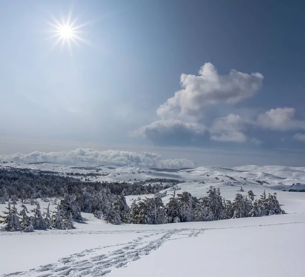 Winterweite Ebene Mit Kiefernwald Bedeckt Von Schnee Unter Glitzernder Sonne — Stockfoto