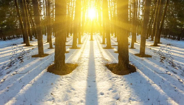 Časná Jarní Scéna Borovicový Les Tajícím Sněhu Při Západu Slunce — Stock fotografie