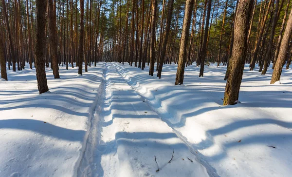 Escena Primavera Temprana Camino Bosque Pinos Una Nieve Derretida — Foto de Stock