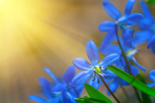 Haufen Blauer Frühlingsschneeglöckchen Licht Der Sonne — Stockfoto