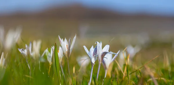 Nahaufnahme Haufen Von Weißen Krokussen Einem Gras Frühling Freien Hintergrund — Stockfoto