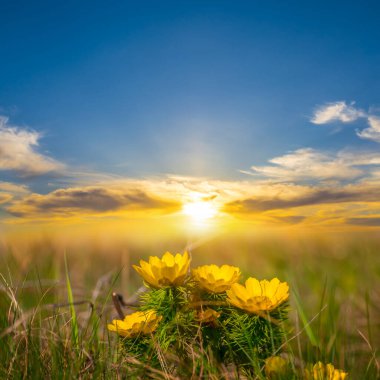 heap of yellow wild prairie flowers in a grass at the sunset, Adonis vernalis  clipart