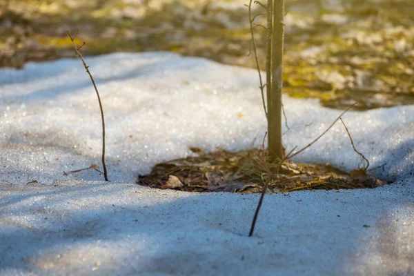 在一堆堆融化的雪中 在早春的景色中 小树紧紧相随 — 图库照片