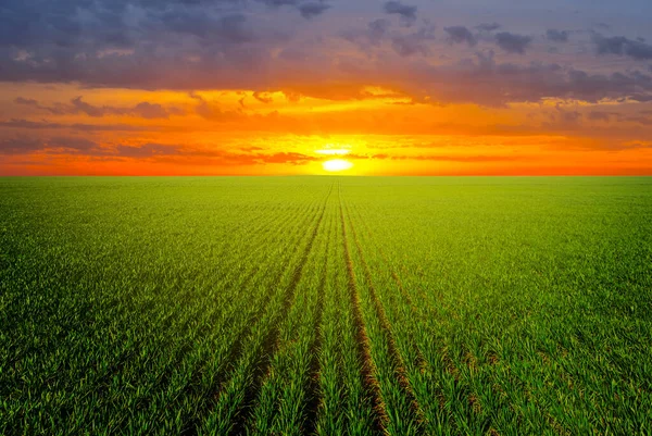 Green Rural Field Landscape Sunset — Stock Photo, Image