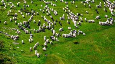 Gemi sürüsü yeşil bir dağda otluyor.