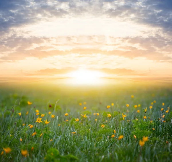 日没時に草の中の黄色の野生の草原の花のヒープ — ストック写真