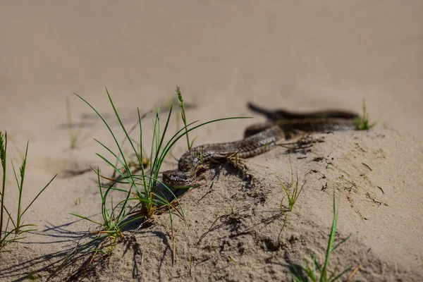 小特写蛇在沙滩上爬行 野生动物的场景 — 图库照片