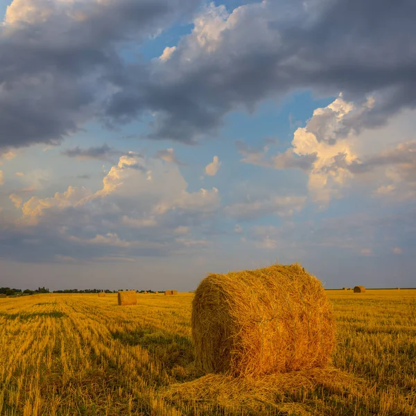 Sommerweizenfeld Nach Der Ernte Ländliche Szenerie — Stockfoto