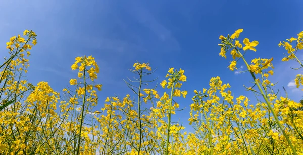 Gelbes Rapsfeld Unter Blauem Bewölkten Himmel Landwirtschaftlicher Hintergrund — Stockfoto