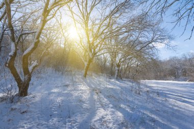 Kış ormanı güneş ışığında karla kaplıdır.