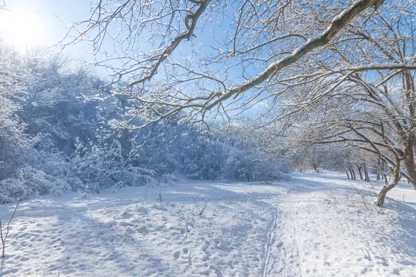 太陽の光で雪に覆われた冬の森冬の屋外の背景 — ストック写真