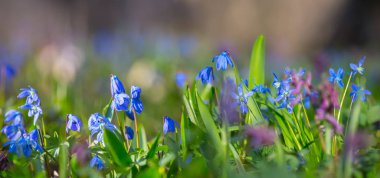 Kapalı mavi bahar Scilla çiçekleri bir ormanda, açık bahar panoramik arka plan