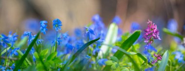 Kapalı mavi bahar Scilla çiçekleri bir ormanda, açık bahar panoramik arka plan