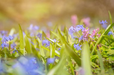 Ormanın ormanlık arazisi yaban çiçekleri ile kaplı, güzel bir açık bahar arka planı var.